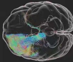 检测细胞4000多万个 中国科学家领衔发布猕猴大脑皮层细胞三维“地图”